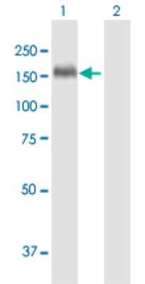 Western Blot: Thrombospondin-1 Antibody [H00007057-B01P] - Analysis of THBS1 expression in transfected 293T cell line by THBS1 polyclonal antibody.  Lane 1: THBS1 transfected lysate(128.7 KDa). Lane 2: Non-transfected lysate.