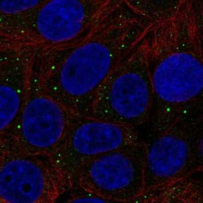 Immunocytochemistry/Immunofluorescence: Thrombospondin-3 Antibody [NBP2-68953] - Staining of human cell line MCF7 shows localization to vesicles. Antibody staining is shown in green.