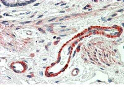 Immunohistochemistry-Paraffin: Thrombospondin-3 Antibody [NBP1-36996] - Staining of Human Colon. Steamed antigen retrieval with citrate buffer pH 6, AP-staining.  