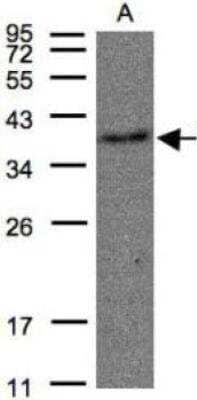 Western Blot: Thromboxane A2 R/TBXA2R Antibody [NBP1-31106] -  Raji 12% SDS PAGE diluted at 1:500