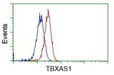 Flow Cytometry: Thromboxane synthase Antibody (OTI2C1) - Azide and BSA Free [NBP2-74505] - Analysis of Hela cells, using anti-Thromboxane synthase antibody, (Red), compared to a nonspecific negative control antibody (Blue).