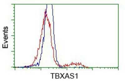 Flow Cytometry: Thromboxane synthase Antibody (OTI2C1) - Azide and BSA Free [NBP2-74505] - HEK293T cells transfected with either overexpression plasmid (Red) or empty vector control plasmid (Blue) were immunostaining by anti-Thromboxane synthase antibody, and then analyzed by flow cytometry.
