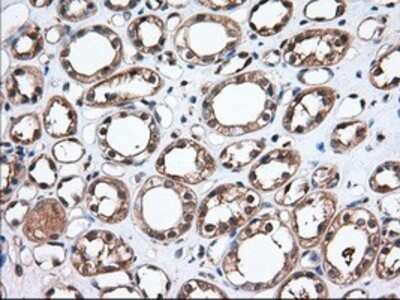 Immunohistochemistry: Thromboxane synthase Antibody (OTI2C1) - Azide and BSA Free [NBP2-74505] - Staining of paraffin-embedded Human Kidney tissue using anti-Thromboxane synthase mouse monoclonal antibody.