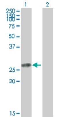 Western Blot: Thymidine Kinase 1 Antibody [H00007083-B01P] - Analysis of TK1 expression in transfected 293T cell line by TK1 polyclonal antibody.  Lane 1: TK1 transfected lysate(25.74 KDa). Lane 2: Non-transfected lysate.