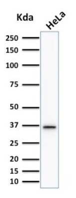 Western Blot: Thymidylate Synthase Antibody (TYMS/1884) [NBP3-08882] - Western Blot Analysis of human HeLa cell lysate using Thymidylate Synthase Mouse Monoclonal Antibody (TYMS/1884).