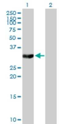 Western Blot: Thymidylate Synthase Antibody [H00007298-B01P] - Analysis of TYMS expression in transfected 293T cell line by TYMS polyclonal antibody.  Lane 1: TYMS transfected lysate(34.43 KDa). Lane 2: Non-transfected lysate.