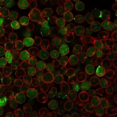 Immunocytochemistry/Immunofluorescence: Thymidylate Synthase Antibody (rTYMS/1884) - Azide and BSA Free [NBP3-08887] - Immunofluorescence Analysis of PFA fixed MOLT-4 cells labeling Thymidylate Synthase Recombinant Mouse Monoclonal (rTYMS/1884) followed by Goat anti- Mouse IgG-CF488 (Green). Membrane is labeled with Phalloidin (Red).
