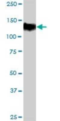 Western Blot: Thyroid Peroxidase Antibody [H00007173-D01P] - Analysis of TPO expression in mouse intestine.