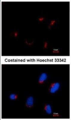 Immunocytochemistry/Immunofluorescence: Thyroid receptor-interacting protein 11 Antibody (10G5) [NBP1-41204] - Analysis of methanol-fixed HeLa, using antibody at 1:100 dilution.