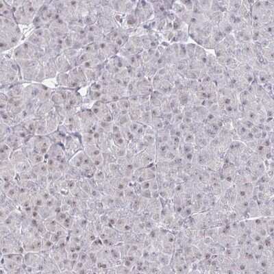 Immunohistochemistry-Paraffin: Thyroid receptor-interacting protein 12 Antibody [NBP2-33450] - Staining of human pancreas shows low expression as expected.