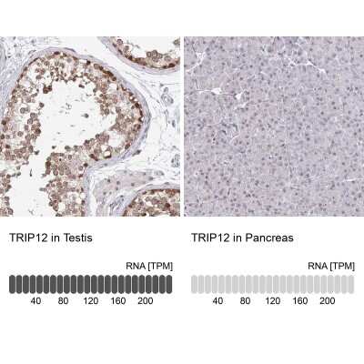 Immunohistochemistry-Paraffin: Thyroid receptor-interacting protein 12 Antibody [NBP2-33450] - Staining in human testis and pancreas tissues using anti-TRIP12 antibody. Corresponding TRIP12 RNA-seq data are presented for the same tissues.