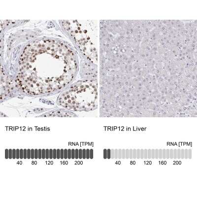 <b>Orthogonal Strategies Validation. </b>Immunohistochemistry-Paraffin: Thyroid receptor-interacting protein 12 Antibody [NBP2-34035] - Analysis in human testis and liver tissues. Corresponding Thyroid receptor-interacting protein 12 RNA-seq data are presented for the same tissues.