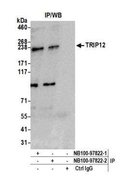 Immunoprecipitation: Thyroid receptor-interacting protein 12 Antibody [NB100-97822] - Detection of human TRIP12 by western blot of immunoprecipitates. Samples: Whole cell lysate (0.5 or 1.0 mg per IP reaction; 20% of IP loaded) from HeLa cells prepared using NETN lysis buffer. Antibodies: Affinity purified rabbit anti-TRIP12 antibody A301-814A (lot A301-814A-2) used for IP at 6 ug per reaction. TRIP12 was also immunoprecipitated by a previous lot of this antibody (lot A301-814A-1). For blotting immunoprecipitated TRIP12, A301-814A was used at 0.1 ug/ml. Detection: Chemiluminescence with an exposure time of 30 seconds.
