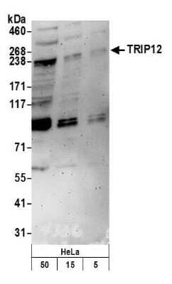 Western Blot: Thyroid receptor-interacting protein 12 Antibody [NB100-97822] - Detection of human TRIP12 by western blot. Samples: Whole cell lysate (50 ug) from HeLa cells prepared using NETN lysis buffer. Antibody: Affinity purified rabbit anti-TRIP12 antibody NB100-97822 used for WB at 0.04 ug/ml. Detection: Chemiluminescence with an exposure time of 3 minutes.