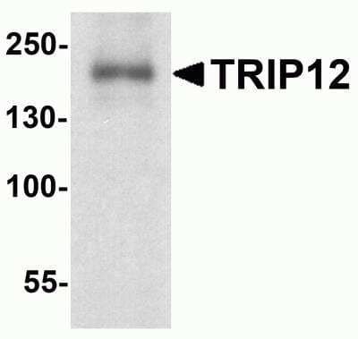 Western Blot: Thyroid receptor-interacting protein 12 Antibody [NBP2-81864] - Analysis of Thyroid receptor-interacting protein 12 in rat colon tissue lysate with Thyroid receptor-interacting protein 12 antibody at 1 ug/ml.