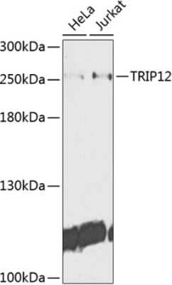 Western Blot: Thyroid receptor-interacting protein 12 Antibody [NBP2-94325] - Analysis of extracts of various cell lines, using Thyroid receptor-interacting protein 12 . Exposure time: 30s.