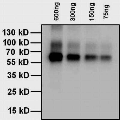 Western Blot: Thyroxine Antibody (T4YCH) [NBP1-78604] - Analysis of L-Thyroxine was performed by loading 600 ng, 300 ng, 150 ng and 75 ng of a Thyroxine-BSA conjugate and 10 uL PageRuler Plus Prestained Protein Ladder per well onto a 4-20% Tris-Glycine polyacrylamide gel. 