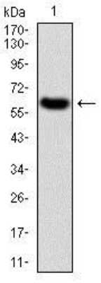 Western Blot: Tie-1 Antibody (8D12B10) [NBP2-37270] - Western blot analysis using TIE1 mAb against human TIE1 (AA: 385-607) recombinant protein. (Expected MW is 50.6 kDa)