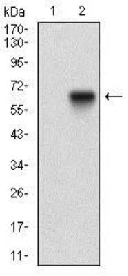 Western Blot: Tie-1 Antibody (8D12B10) [NBP2-37270] - Western blot analysis using TIE1 mAb against HEK293 (1) and TIE1 (AA: 385-607)-hIgGFc transfected HEK293 (2) cell lysate.