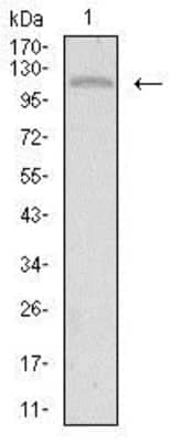 Western Blot: Tie-1 Antibody (8D12B10) [NBP2-37270] - Western blot analysis using TIE1 mouse mAb against HepG2 cell lysate.