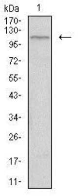 Western Blot: Tie-1 Antibody (8D12D2) [NBP2-37267] - Western blot analysis using TIE1 mouse mAb against HepG2 cell lysate.