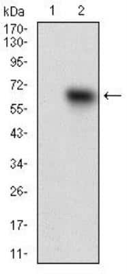 Western Blot: Tie-1 Antibody (8D12D2) [NBP2-37267] - Analysis using TIE-1 mAb against (1) HEK293 and (2) TIE-1 (AA: 385-607)-hIgGFc transfected HEK293 cell lysate.