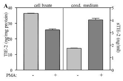 Sandwich ELISA: Tie-2 Antibody (tek9) [NBP1-18614] - Quantification of soluble and cellular Tie-2 by sandwich ELISA. CM and cell lysates from HUVECs treated with PMA (25ng/ml) or left untreated were analysed by Sandwich ELISA for the concentrations of sTie-2 or Tie-2. For capturing anti-human Tie-2 Cl.16 NBP1-18616 was used, for the detection of a mixture of biotinylated anti-human Tie-2 Cl.2 NBP1-18612 and Cl.9 NBP1-18614.