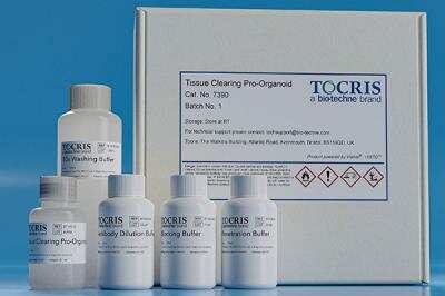 Tissue Clearing Pro-Organoid [7390-NOV] - is a rapid, easy-to-use, reversible and non-destructive kit, which allows effective tissue clearing and staining of organoids, 3D cell cultures and microtissues.  kit contains 30 mL of  clearing reagent plus the 4 buffer solutions required to process 3D cell cultures for immunolabeling and is enough to process three 96-well plates of material.