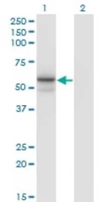 Western Blot: Tissue alpha-L-Fucosidase/FUCA1 Antibody (1D4) [H00002517-M01] - Analysis of FUCA1 expression in transfected 293T cell line by FUCA1 monoclonal antibody (M01), clone 1D4.  Lane 1: FUCA1 transfected lysate(53.2 KDa). Lane 2: Non-transfected lysate.