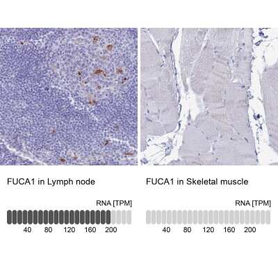 <b>Orthogonal Strategies Validation. </b>Immunohistochemistry-Paraffin: Tissue alpha-L-Fucosidase/FUCA1 Antibody [NBP2-32044] - Staining in human lymph node and skeletal muscle tissues using anti-FUCA1 antibody. Corresponding FUCA1 RNA-seq data are presented for the same tissues.