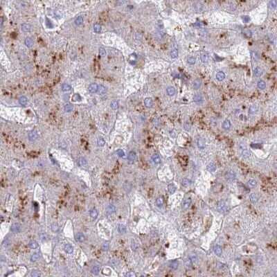 Immunohistochemistry-Paraffin: Tissue alpha-L-Fucosidase/FUCA1 Antibody [NBP2-32044] - Staining of human liver.