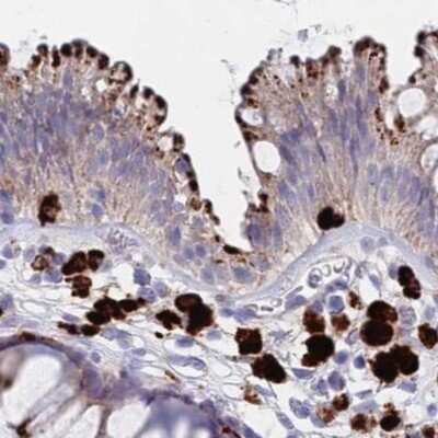 Immunohistochemistry-Paraffin: Tissue alpha-L-Fucosidase/FUCA1 Antibody [NBP2-32044] - Staining of human colon.