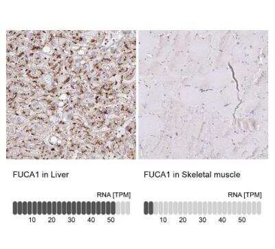 Immunohistochemistry-Paraffin: Tissue alpha-L-Fucosidase/FUCA1 Antibody [NBP2-58170] - Analysis in human liver and skeletal muscle tissues using NBP2-58170 antibody. Corresponding FUCA1 RNA-seq data are presented for the same tissues.