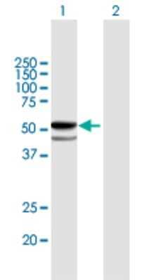 Western Blot: Tissue alpha-L-Fucosidase/FUCA1 Antibody [H00002517-B01P] - Analysis of FUCA1 expression in transfected 293T cell line by FUCA1 polyclonal antibody.  Lane 1: FUCA1 transfected lysate(50.71 KDa). Lane 2: Non-transfected lysate.