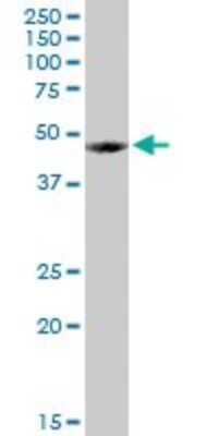 Western Blot: Tissue alpha-L-Fucosidase/FUCA1 Antibody [H00002517-D01P] - Analysis of FUCA1 expression in human liver.