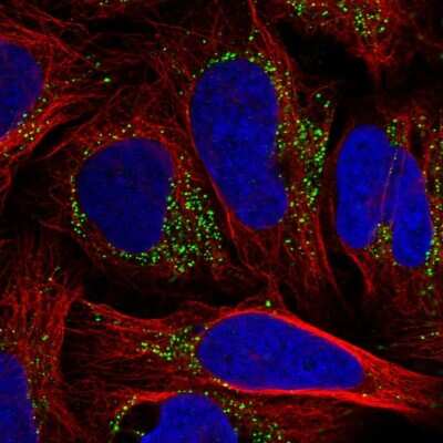 Immunocytochemistry/ Immunofluorescence Tm9sf3 Antibody - BSA Free