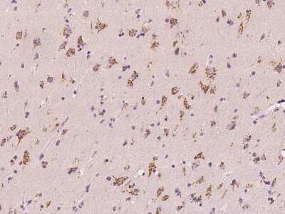 Immunohistochemistry-Paraffin: Tm9sf3 Antibody [NBP2-97846] - Immunochemical staining of human Tm9sf3 in human brain with rabbit polyclonal antibody at 1:100 dilution, formalin-fixed paraffin embedded sections.