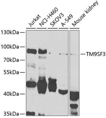 Western Blot Tm9sf3 Antibody - BSA Free