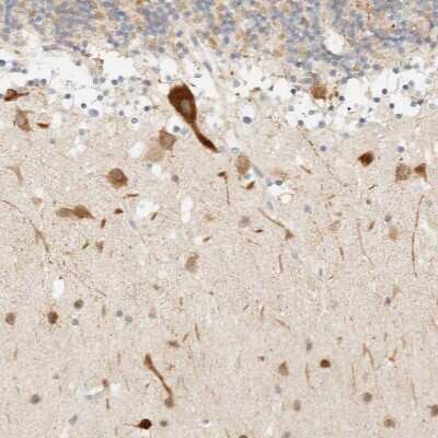 Immunohistochemistry-Paraffin: Tnk1 Antibody [NBP1-86477] - Staining of human cerebellum shows strong cytoplasmic positivity in Purkinje cells and cells in molecular layer.