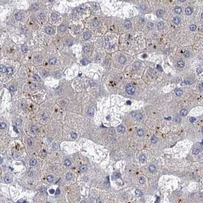 Immunohistochemistry-Paraffin: Tollip Antibody [NBP1-81596] - Staining of human liver.