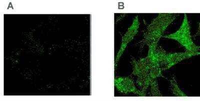 Immunocytochemistry/Immunofluorescence: Tollip Antibody (Kimmy-2) [NBP1-97632] - Detection of Tollip in Tollip -/- (A) or overexpressed Tollip in -/- (B) murine embryonic fibroblasts (MEF) cells with the MAb to Tollip (Kimmy-2). Method: Following fixation with paraformaldehyde 3.7% and permeabilization with 0.2% saponin, MEF cells were incubated with the MAb to Tollip (Kimmy-2) at a 1:100 dilution. An anti-mouse IgG antibody conjugated with Alexa Fluor 488 was used for detection.