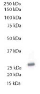 Western Blot: Tollip Antibody (SB40a) [NBP1-28621] - 2 ug Mouse Anti-Human Tollip-UNLB on Jurkat cell lysate with Goat Anti-Mouse IgG2a, human adsorbed-HRP