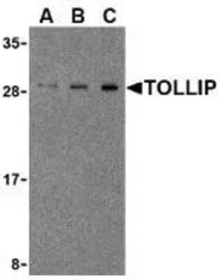 Western Blot: Tollip Antibody [NBP1-77255] - Rat brain cell lysate with TOLLIP antibody at (A) 0.5, (B) 1 and (C) 2ug/ml.