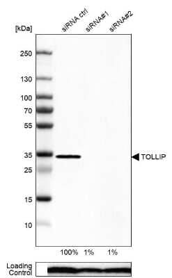 Western Blot Tollip Antibody