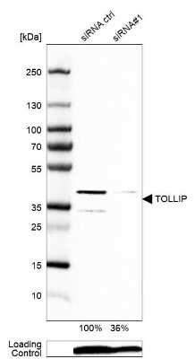 Western Blot: Tollip Antibody [NBP1-81597] - Analysis in U-87MG ATCC cells transfected with control siRNA, target specific siRNA probe #1,. Remaining relative intensity is presented. Loading control: Anti-PPIB.