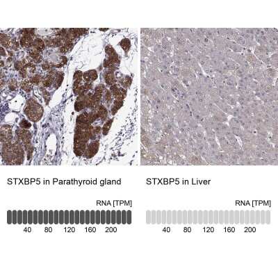 Immunohistochemistry-Paraffin: Tomosyn Antibody [NBP2-56176] - Staining in human parathyroid gland and liver tissues using anti-STXBP5 antibody. Corresponding STXBP5 RNA-seq data are presented for the same tissues.