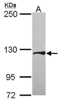 Western Blot Tomosyn Antibody