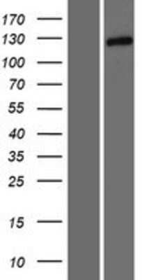 Western Blot Tomosyn Overexpression Lysate