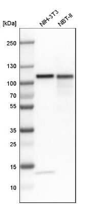 Western Blot: Topoisomerase I Antibody [NBP1-90365] - Analysis in mouse cell line NIH-3T3 and rat cell line NBT-II.