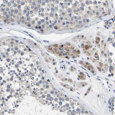 Immunohistochemistry-Paraffin: Torsin 1B Antibody [NBP1-84983] - Staining of human testis shows moderate cytoplasmic positivity in Leydig cells.